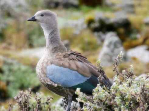 白头鸟系列：另类的美丽（斑胁草雁）