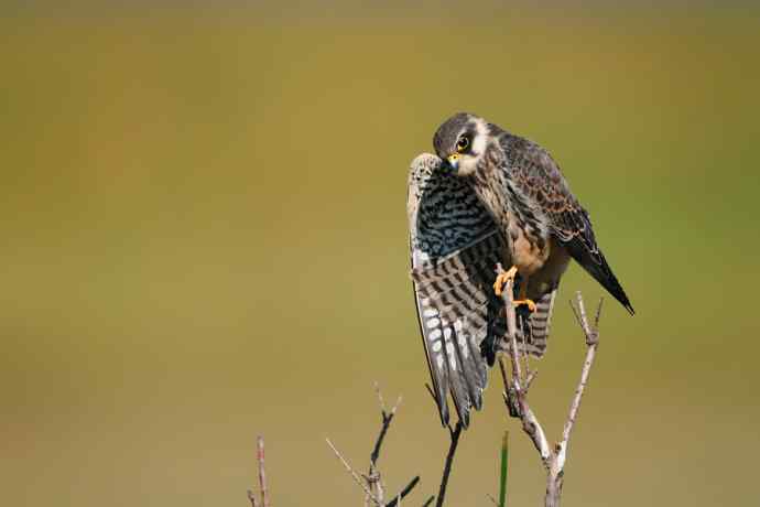 枝头秀（晨光中的小隼）
