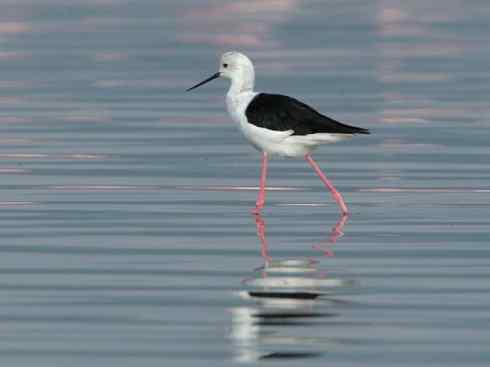 鸟类之最：斑腹沙锥