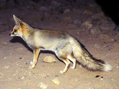 犬科：狐亚科狐属