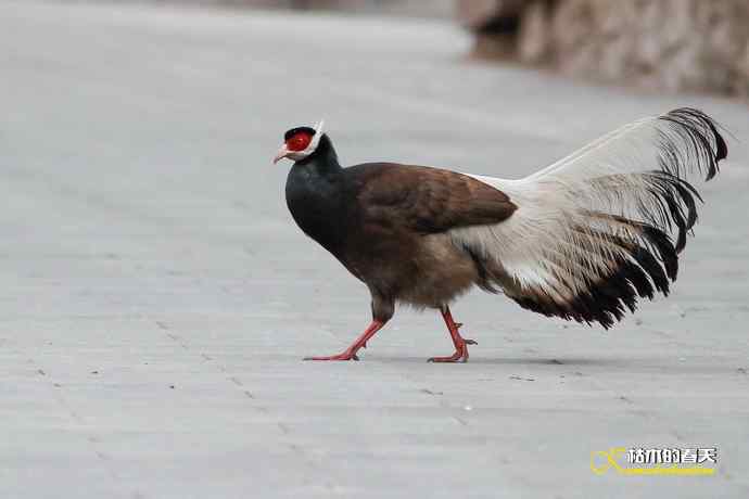 玄中古寺拍鈥満致恚Γ┾