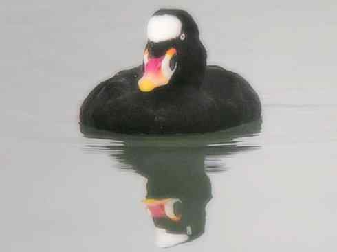 雁鸭之最之八（海番鸭、琵嘴鸭、绿翅鸭、鹊鸭）