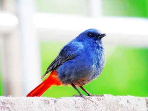 美丽无罪：雀鸟之溪鸲