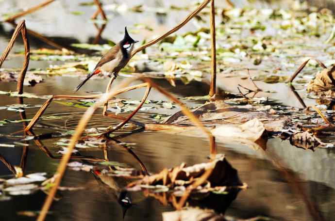 残荷上的红耳鹎