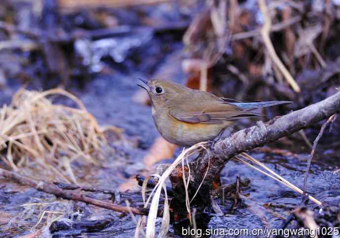 北京奥森公园的鸟类——雌性红胁蓝尾鸲（34）