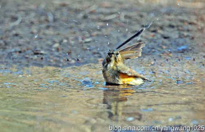 浴（雌性红胁蓝尾鸲）