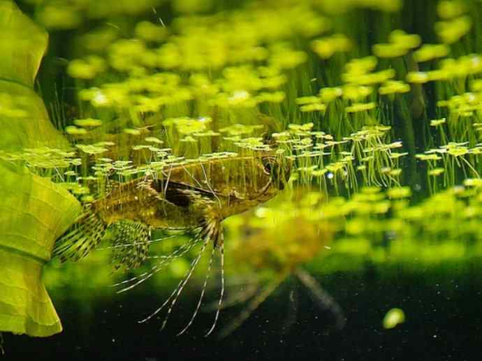 鱼类活化石：齿蝶鱼