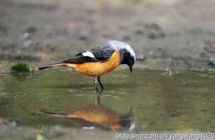 雄性北红尾鸲（24）