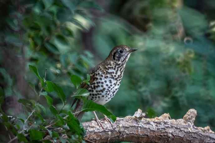 这个鸫鸫很难得