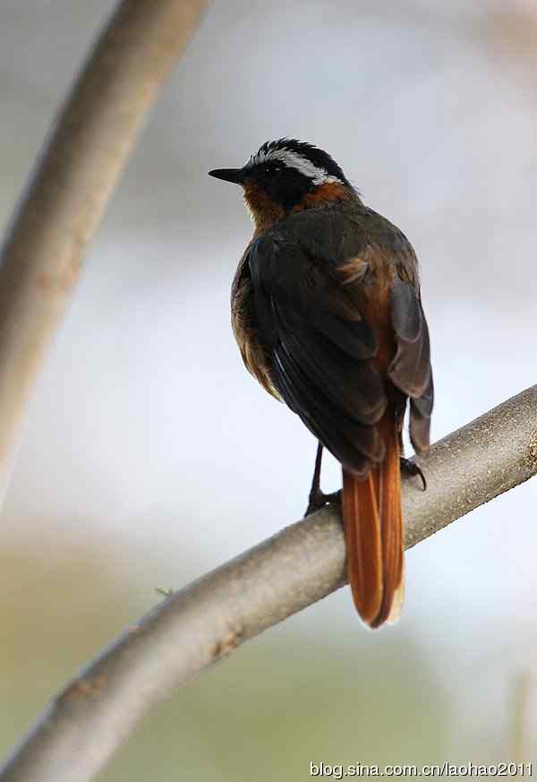 撮堆儿 wbr肯尼亚的鸟儿