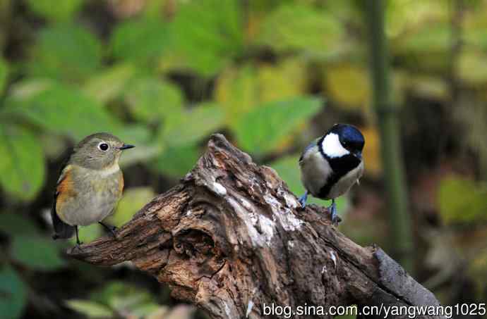 北京天坛公园的鸟类——大山雀与雌性红胁蓝尾鸲