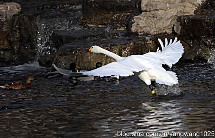 白天鹅之舞 wbr wbr3