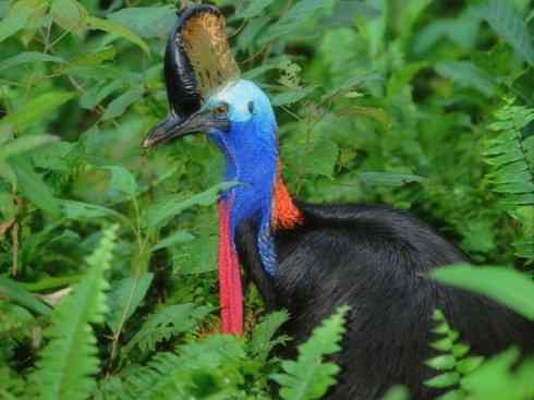 奇特的盔：鹤鸵