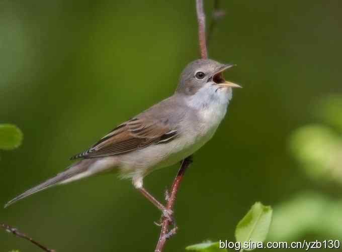 灰白喉林莺（组图，7张图片）
