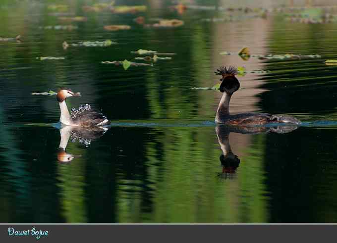 绿意倒映中的pt家园