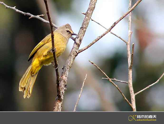 云南拍鸟：记录到九种鈥滒氢潯臼蹬摹