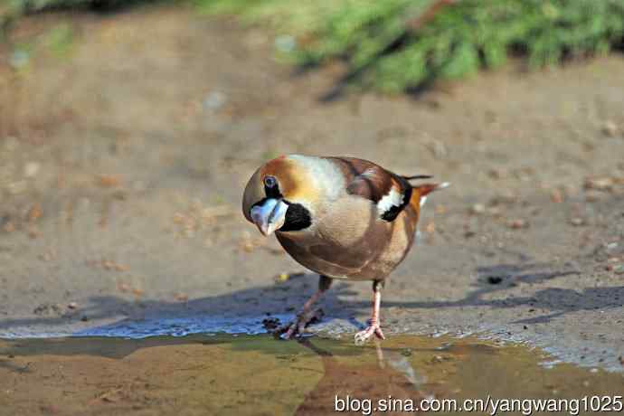 北京天坛公园的鸟类——锡嘴雀（4）