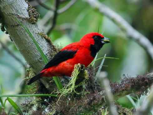 极品红色鸟类：巴西仲嘴雀