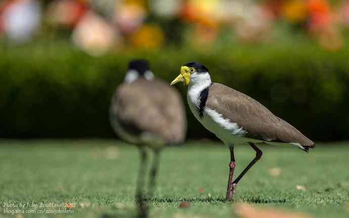 澳洲的白颈麦鸡