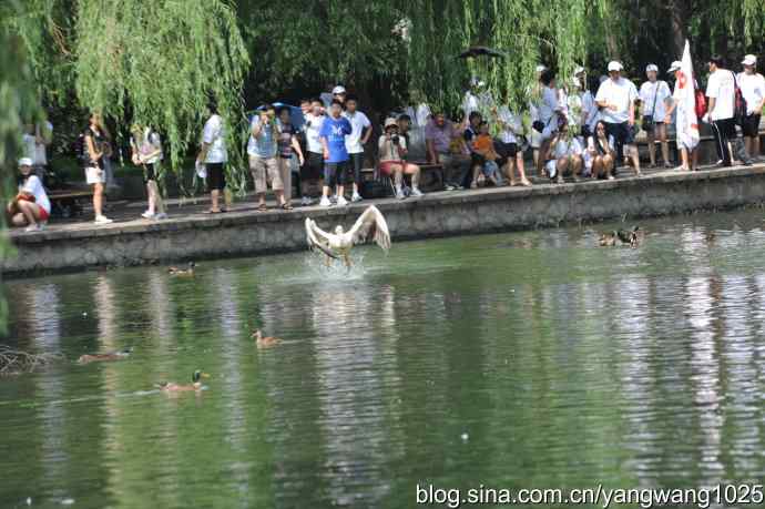 明星（鹈鹕大白）