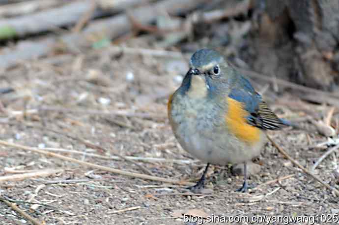 北京植物园的鸟类——迟发的博文【红肋蓝尾鸲（雄性）3…
