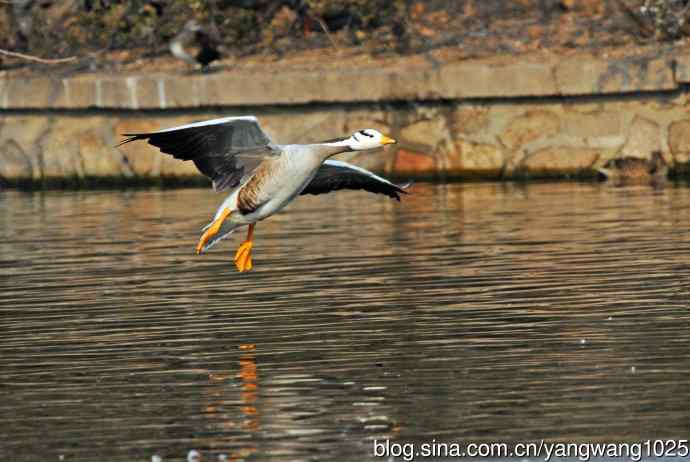 斑头雁（抓拍）11
