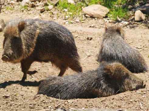 动物世界：山寨还是原创之四