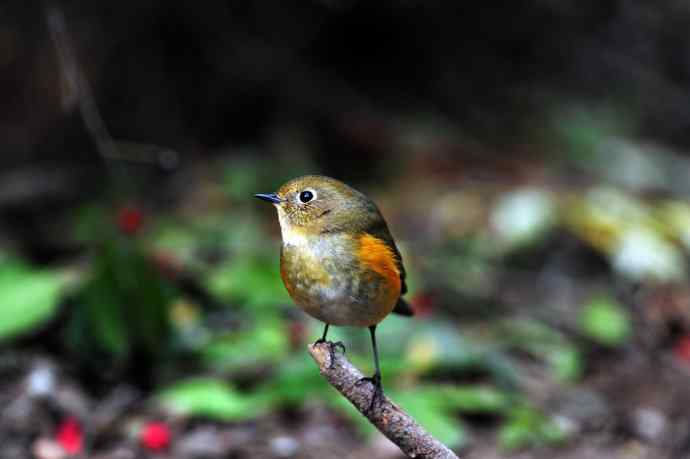 雌性红胁蓝尾鸲（6）