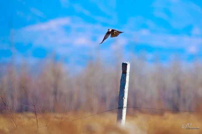 【野鸭湖的鸟】灰背隼