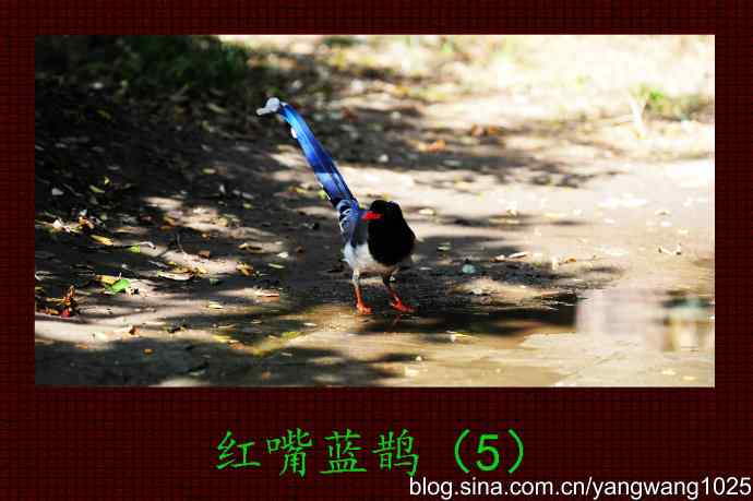 红嘴蓝鹊（5）