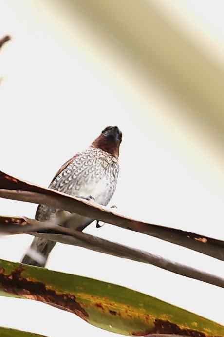摄鸟拾趣（十五） wbr斑纹鸟