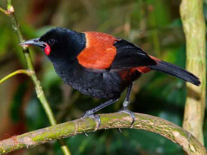 盘点十二大著名食蚁动物：短吻针鼹