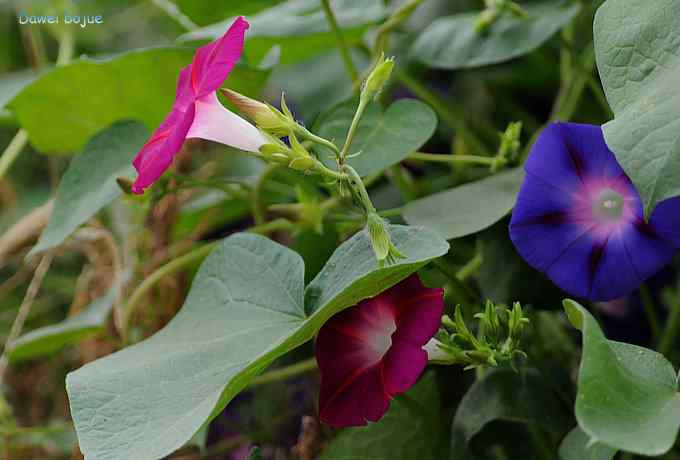 牛鹭两相伴 wbr景鸟一镜收 牛鹭两相伴 wbr景鸟一镜收