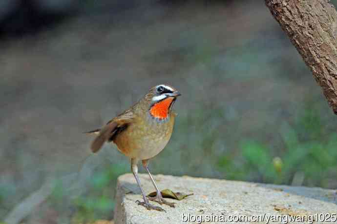 雄性红喉歌鸲（23）