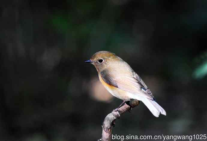 雌性红胁蓝尾鸲（57）