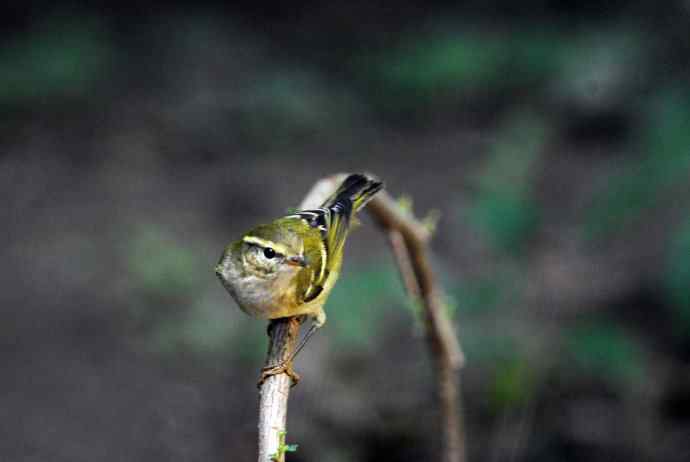 黄眉柳莺（16）