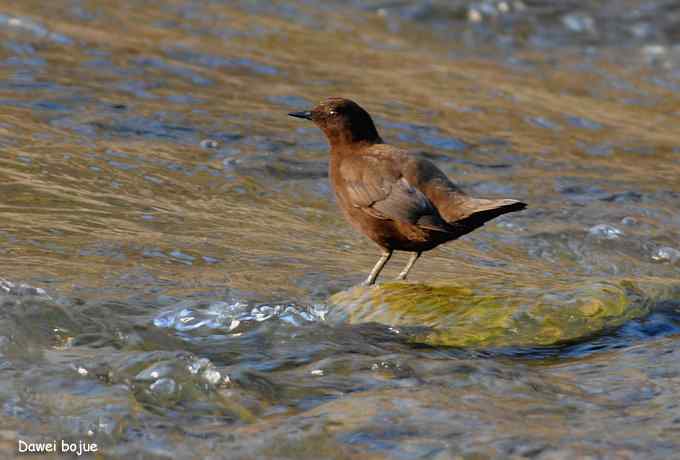 白河湾.夕阳.褐河乌
