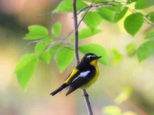 美丽无罪：雀鸟之姬鹟