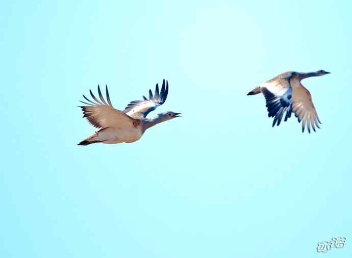 密云水库&nbsp;wbr路&nbsp;wbr大鸨、雉鸡和苍鹭