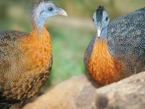 凤凰:传说中的鸟原型探秘(大眼斑雉) 凤凰:传说中的鸟原型探秘(大眼斑雉)