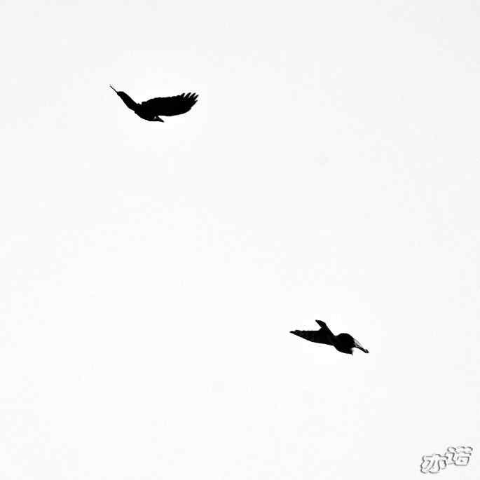 北京西山 wbr路 wbr拦路的乌鸦 北京西山 wbr路 wbr拦路的乌鸦