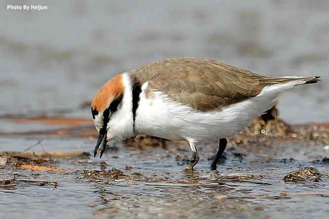 野鸭湖追拍环颈鸻