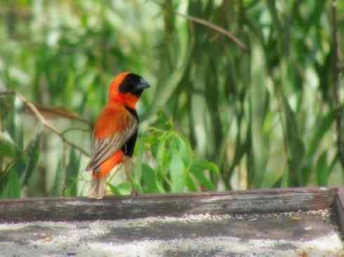 美丽无罪：雀鸟之寡妇鸟