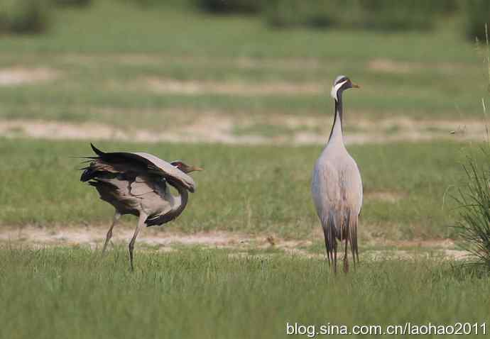 蓑羽鹤，好久不见