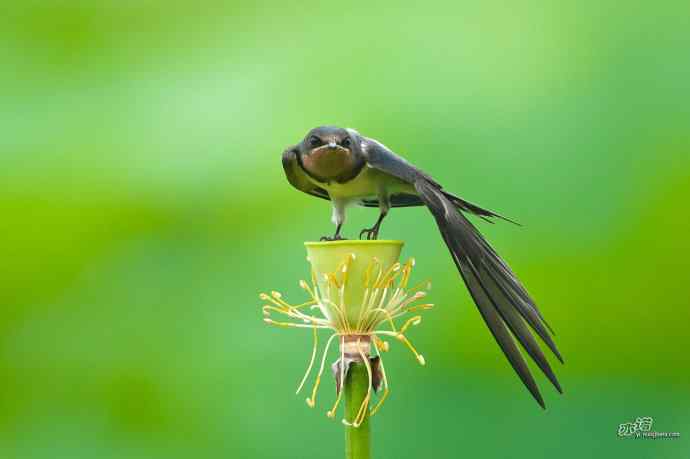 圆明园的小燕子