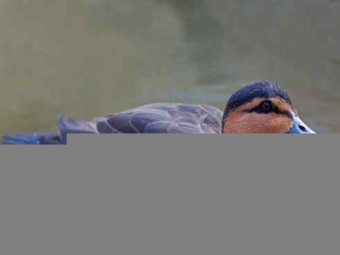 欣赏：美丽的钻水鸭2