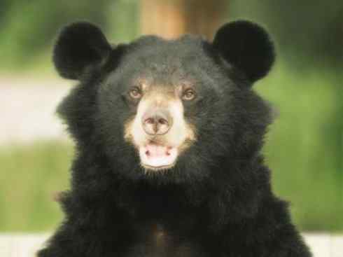 十大喜食蜂蜜动物：黑熊