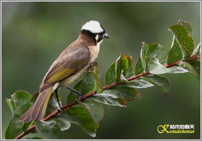 白头鹎和白颊噪鹛【照片】