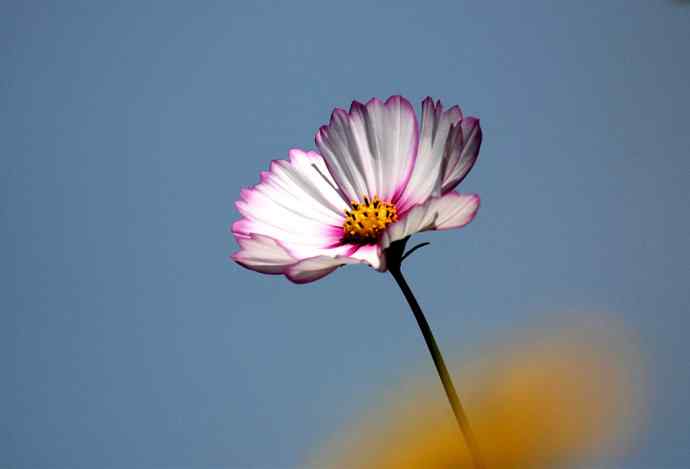 228.幸福像花儿一样美