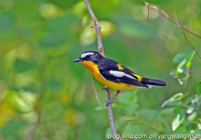 雄性白眉姬鹟（3）